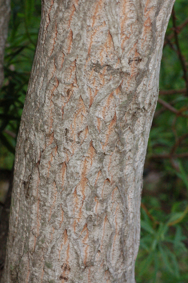 Rhamnus alaternus
